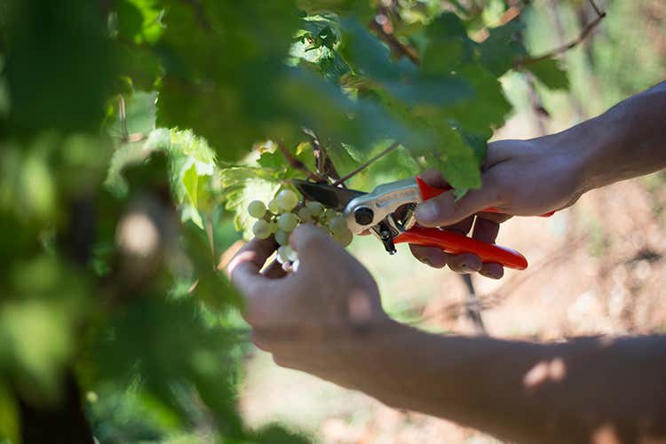 (Montelvini e il Vigneto ritrovato Un anno dopo...)