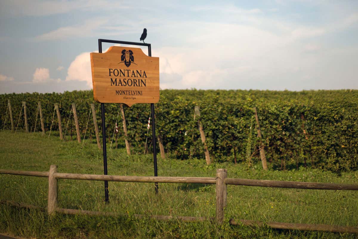 Asolo Prosecco Superiore Docg FM333: il brut millesimato firmato Montelvini Asolo Prosecco Superiore Docg FM333: il brut millesimato firmato Montelvini