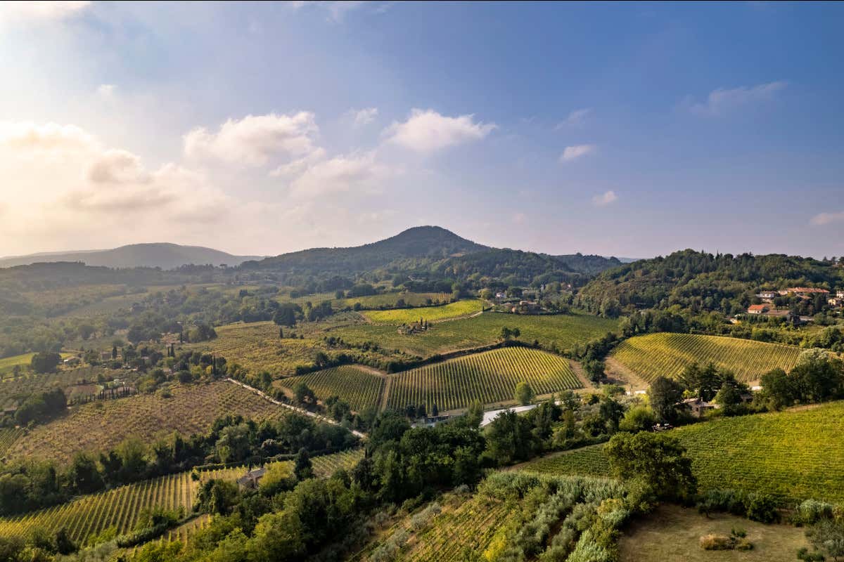 I vigneti di Montepulciano  Passato, presente e futuro in una bottiglia di Nobile di Montepulciano