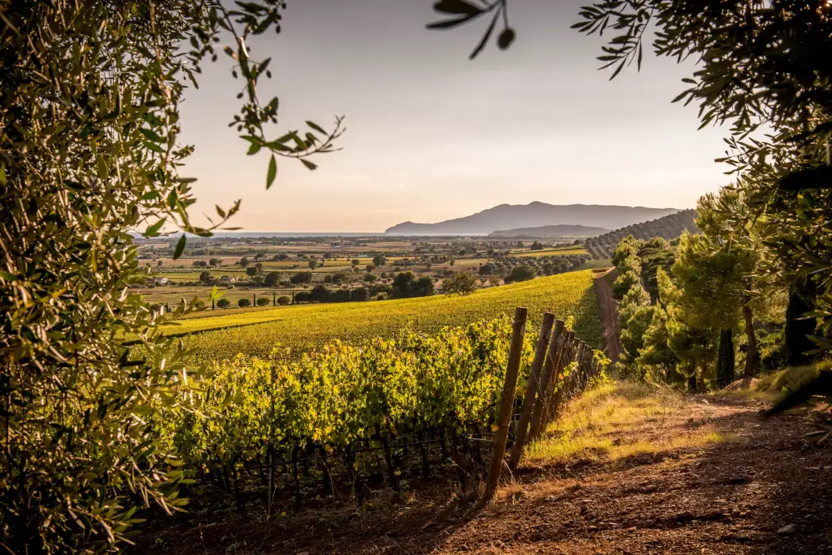 Monteverro protagonista a Terre di Toscana il 20 e il 21 marzo