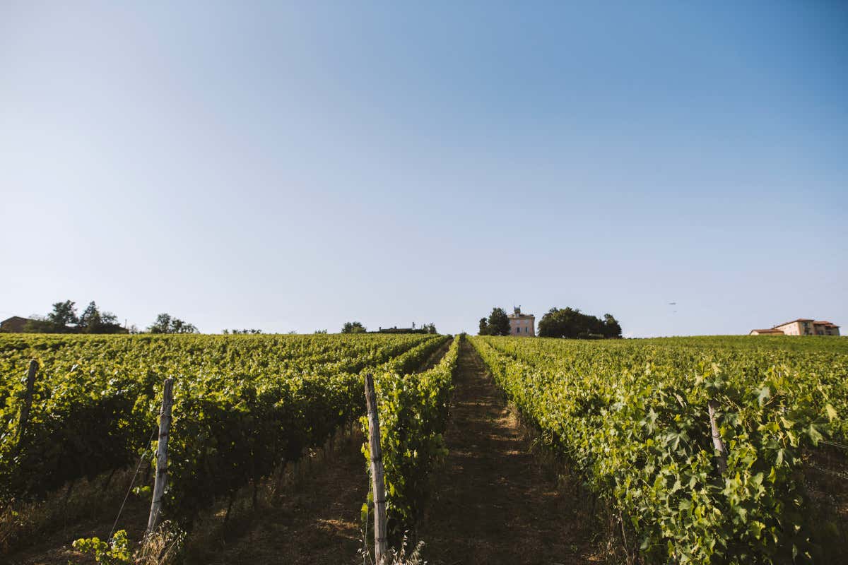 Il Montino La Colombera: il cru di Timorasso sfida il tempo (in magnum)
