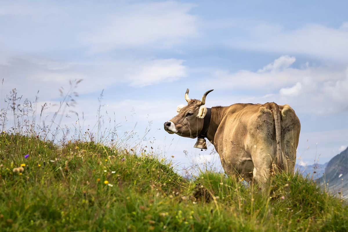 Casearia Monti Trentini: l’Asiago DOP pronto all'uso nei formati grattugiato e julienne Casearia Monti Trentini: l’Asiago DOP pronto all'uso nei formati grattugiato e julienne