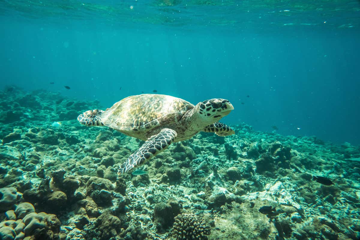 Un’isola a forma di manta: il resort maldiviano che vive in simbiosi con l’oceano Un’isola a forma di manta: il resort maldiviano che vive in simbiosi con l’oceano