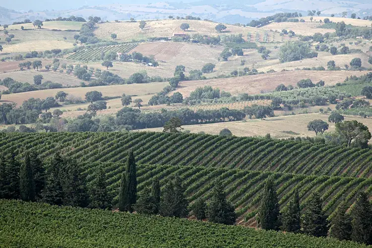 Il territorio dove viene coltivato il Morellino Consorzio Morellino di Scansano Sull'etichetta via libera a