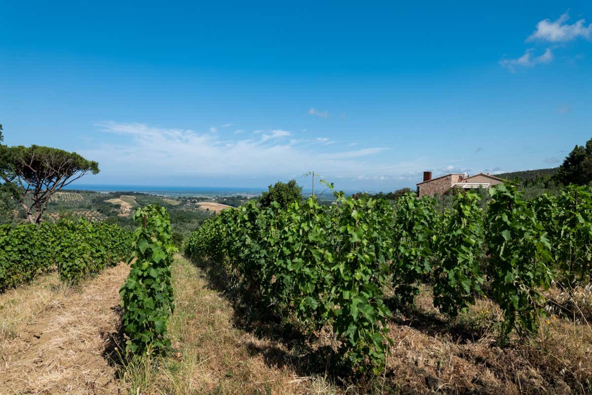 I vigneti della cantina Le Macchiole