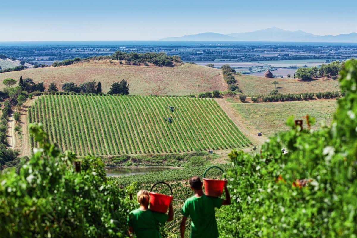 Belguardo e Zisola, quando la Toscana incontra la Sicilia nei bianchi Mazzei