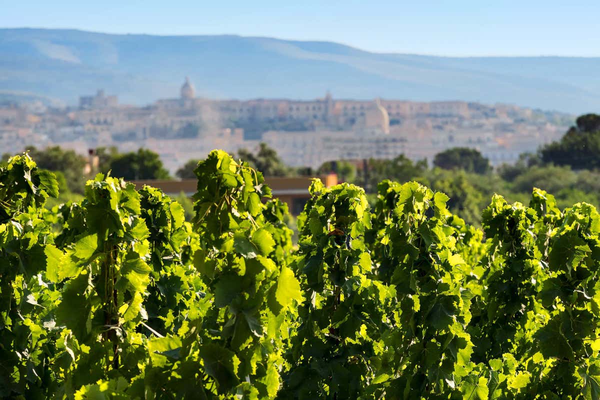 Belguardo e Zisola, quando la Toscana incontra la Sicilia nei bianchi Mazzei