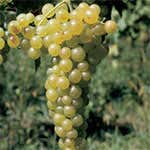 Moscato bianco