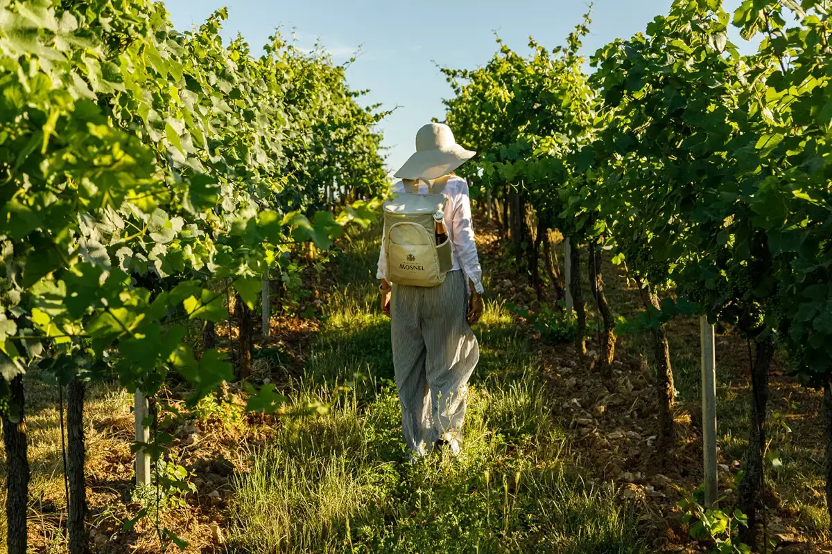 Mosnel, tornano gli eventi all'aperto. Da non perdere il pic-nic in vigna