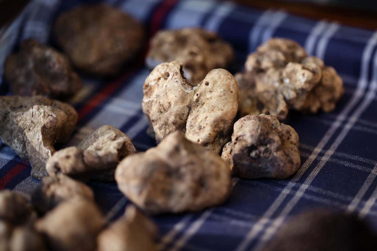 Sant’Angelo in Vado celebra il Tartufo Bianco con sette giornate di eventi