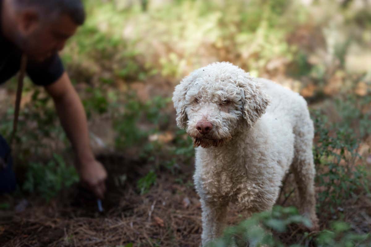 Sant’Angelo in Vado celebra il Tartufo Bianco con sette giornate di eventi