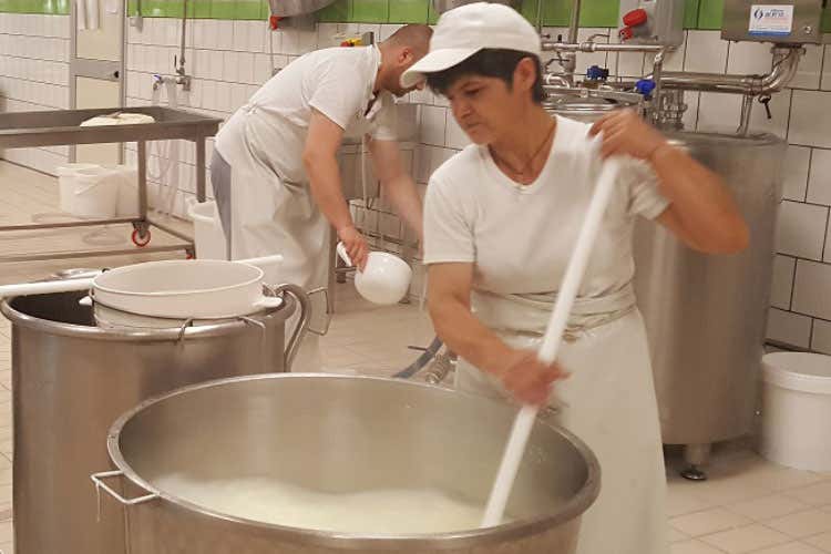 (Mozzarella di Bufala Campana Dop L’importanza delle donne nella filiera) (Mozzarella di Bufala Campana Dop L’importanza delle donne nella filiera)