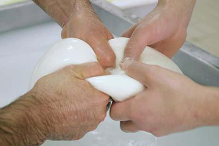 Mozzarella di bufala simbolo di unione tra gastronomia e turismo - Cibo e turismo mai così uniti In squadra per ripartire Mozzarella di bufala simbolo di unione tra gastronomia e turismo - Cibo e turismo mai così uniti In squadra per ripartire