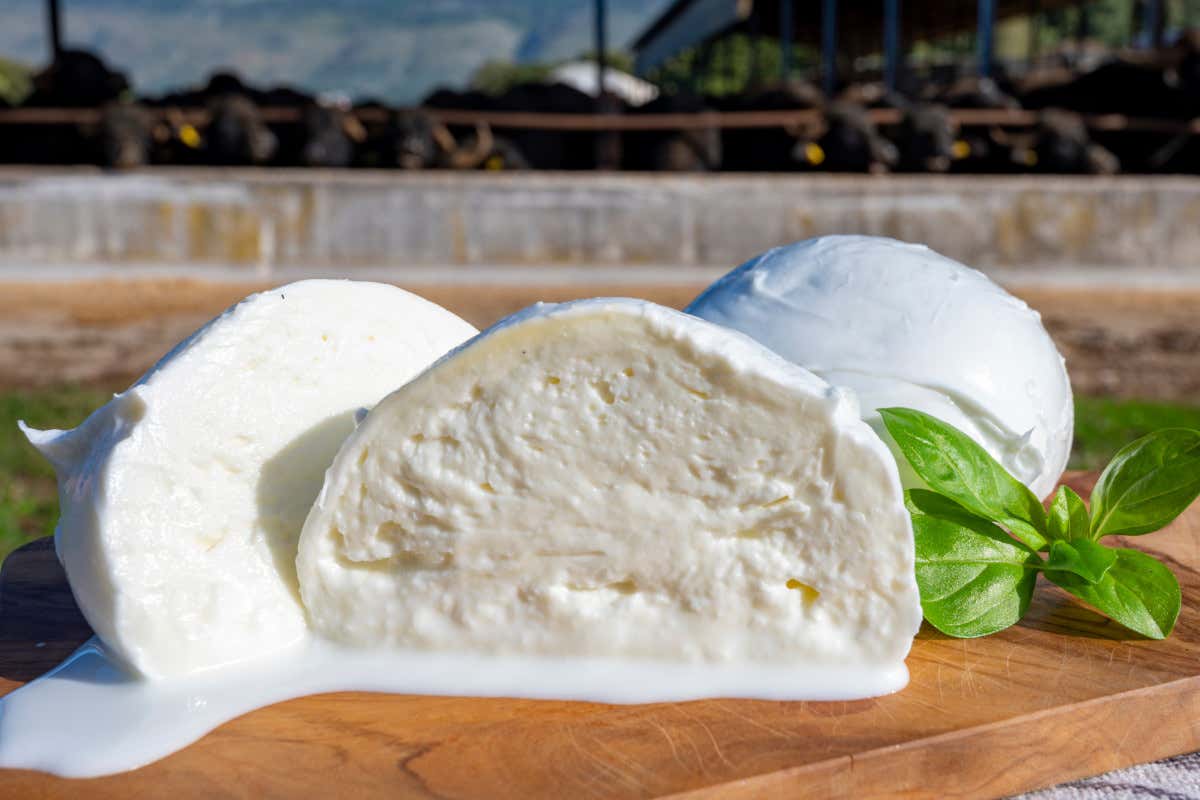 Mozzarella di bufala, da colazione a cena il consumo è sempre più all
