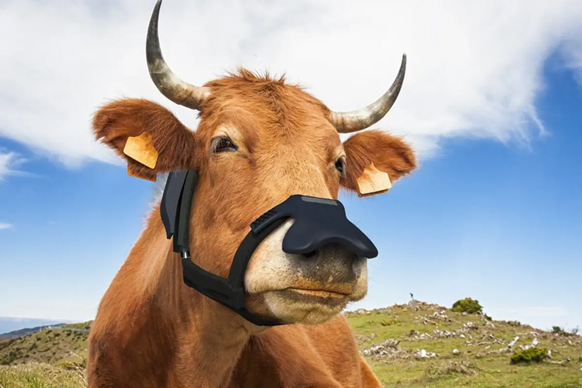 La maschera di Zelp Da Londra le maschere antigas per mucche che aiutano il Pianeta