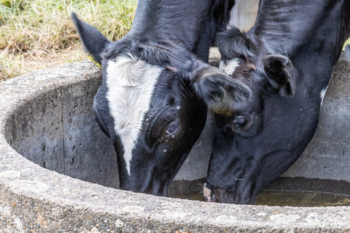 Ventilatori e docce alle mucche per il caldo: ma la produzione di latte cala del 15%