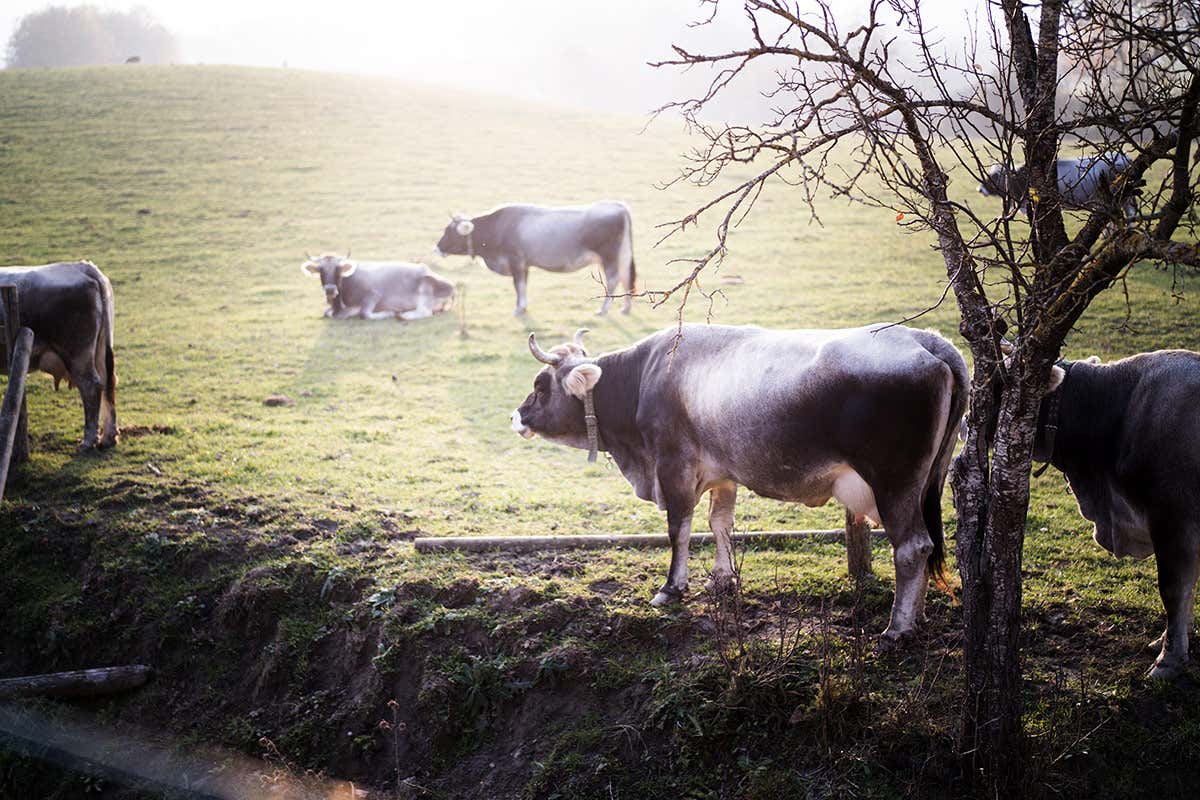 Derthona, l’anima bianca dei Colli Tortonesi che guarda al mondo