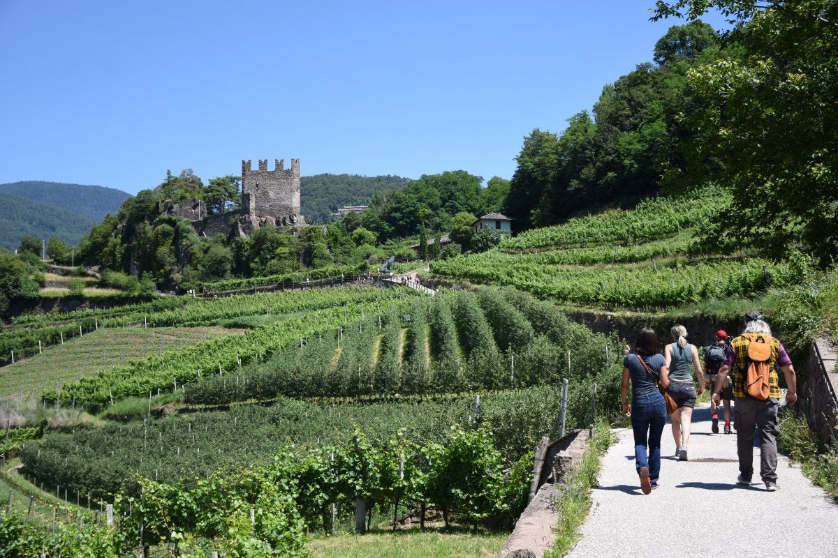£$Müller Thurgau: vino di montagna$£ celebra la Val di Cembra e i suoi vigneti