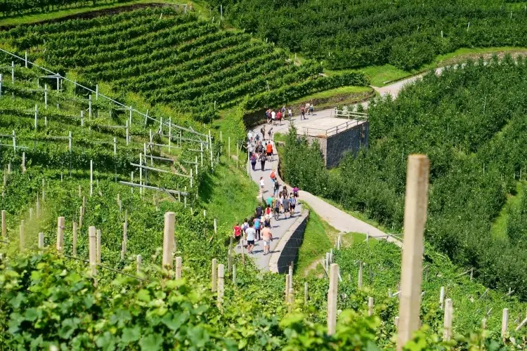Müller Thurgau, boom di iscrizioni al concorso internazionale