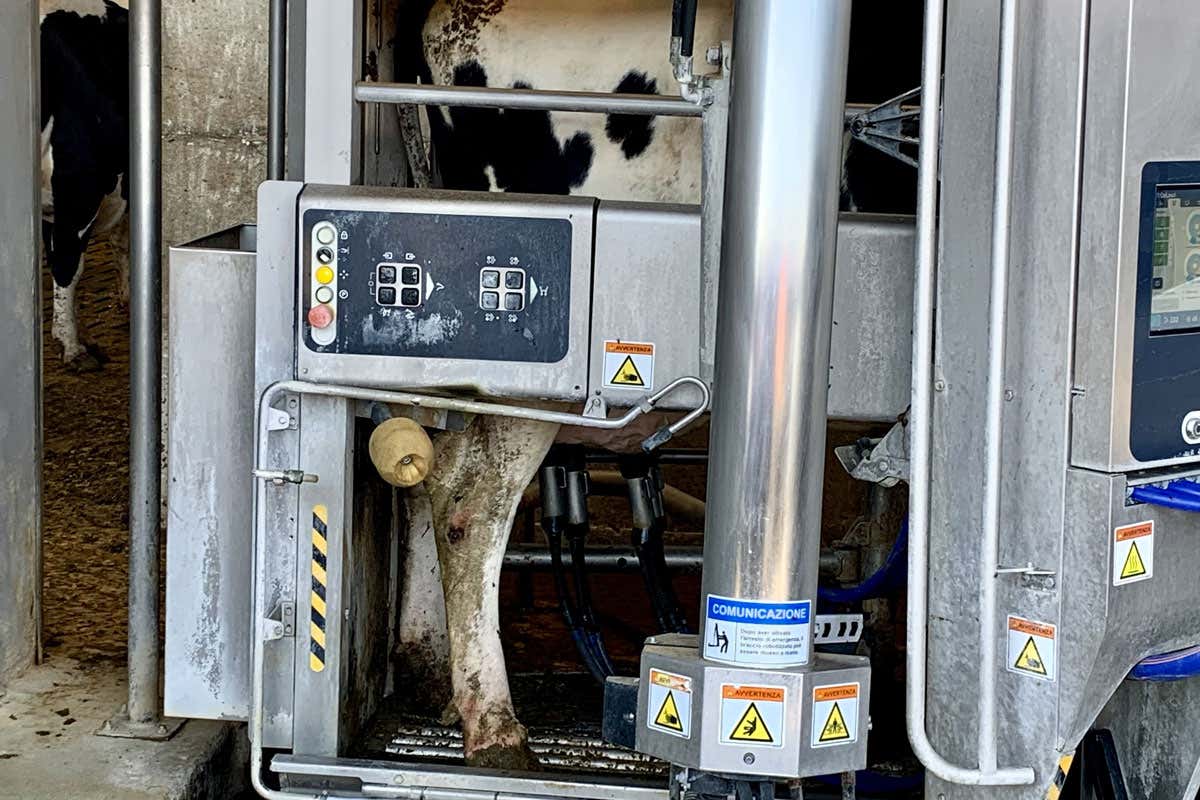 Dalla stalla più grande d'Italia arrivano formaggi pensati per l'alta ristorazione