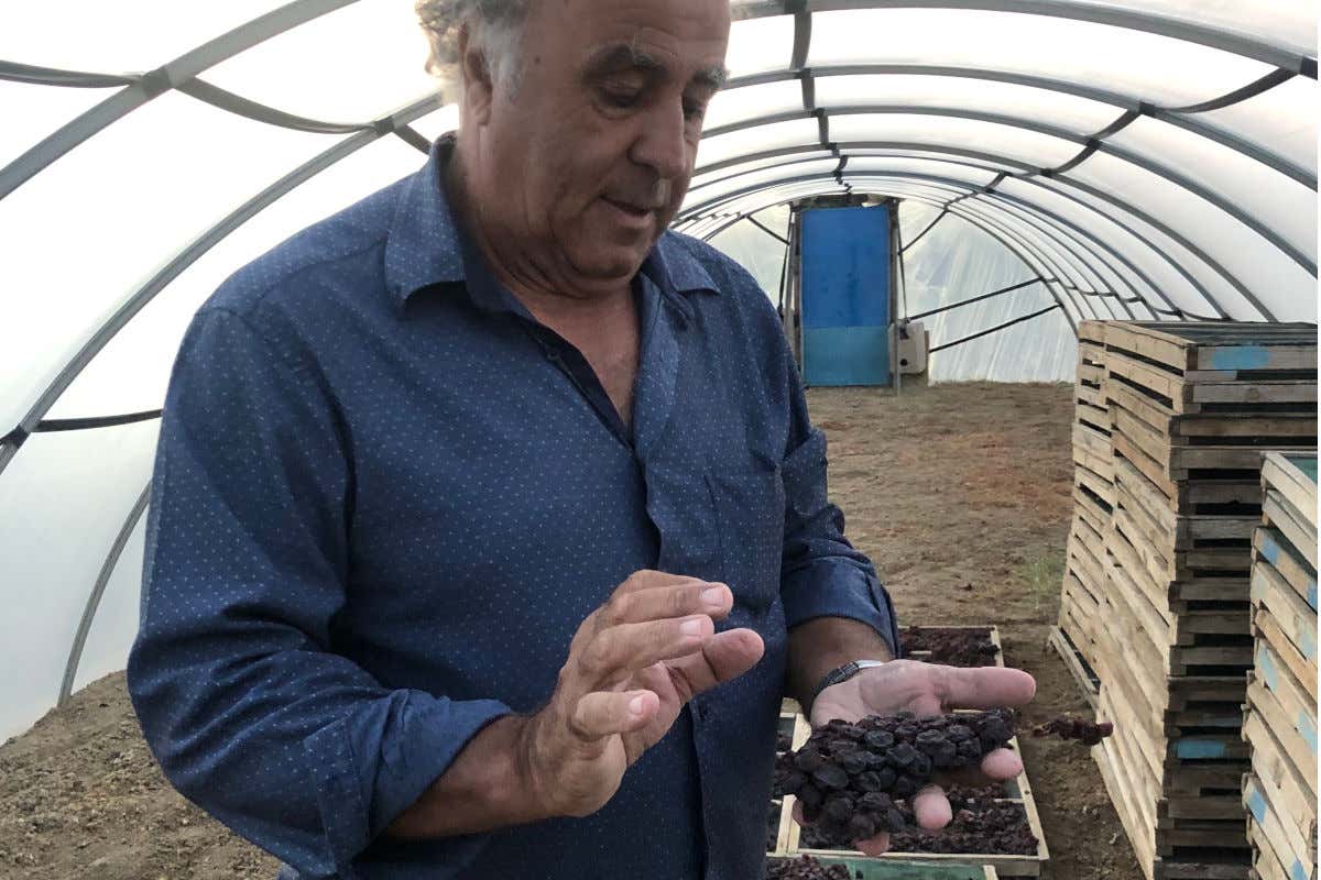 Salvatore Murana mostra i grappoli di Zibibbo in appassimento 