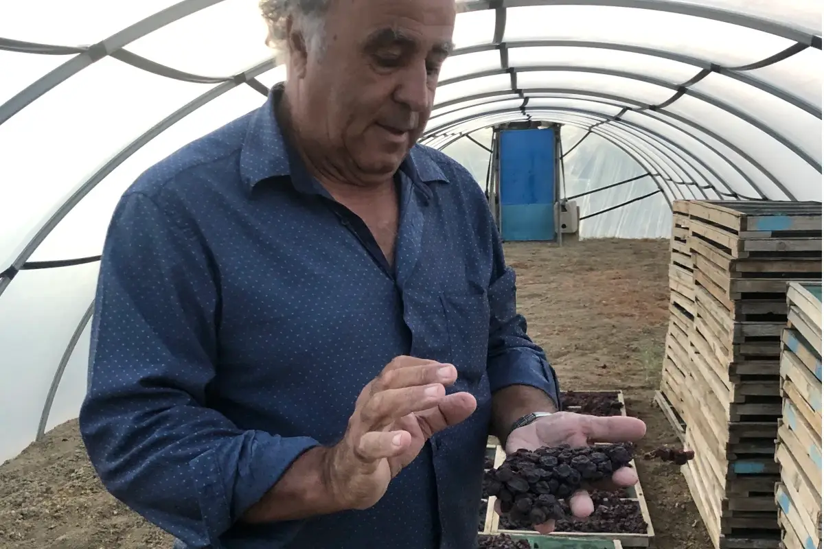 Salvatore Murana mostra i grappoli di Zibibbo in appassimento 