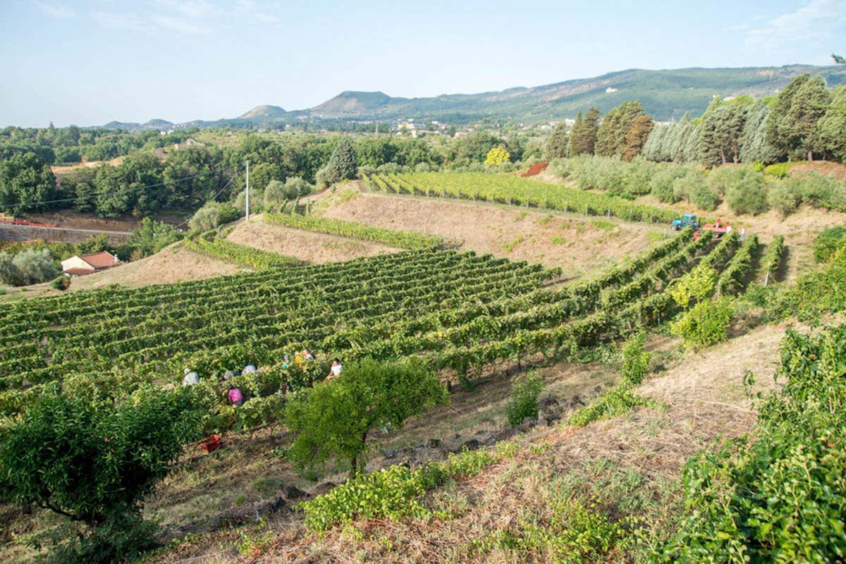 Vigneti Il Pinot Noir di Murgo, la Borgogna sull’Etna Vigneti Il Pinot Noir di Murgo, la Borgogna sull’Etna