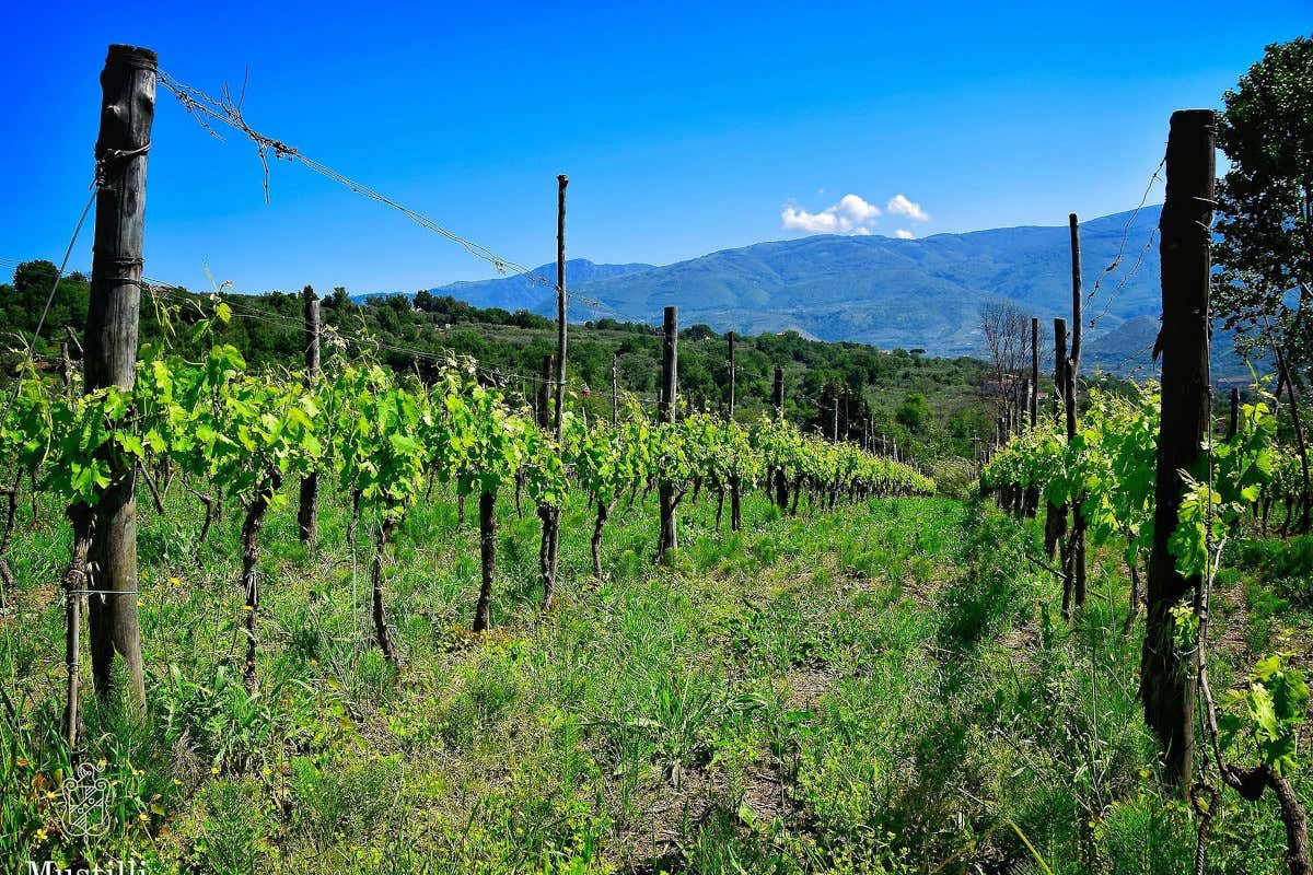 I vigneti di Mustilli