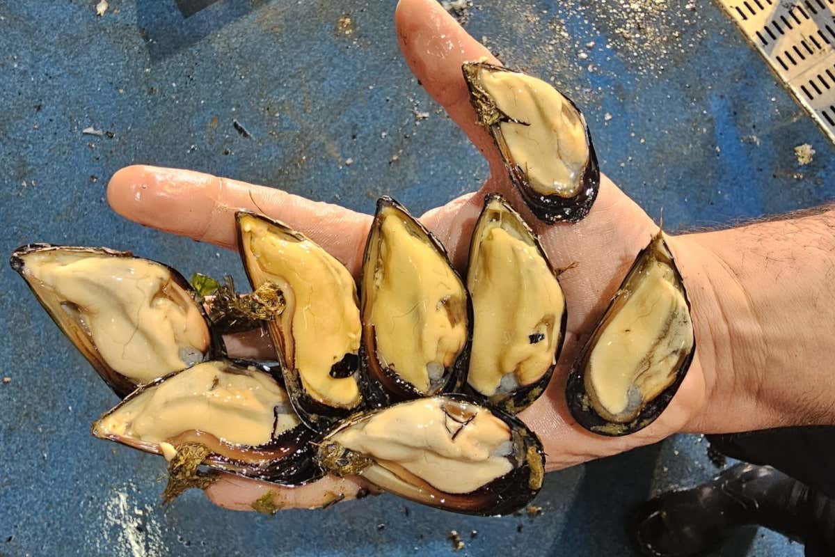 La Cozza dei Campi Flegrei si prende la scena: tre giorni tra gusto e mare