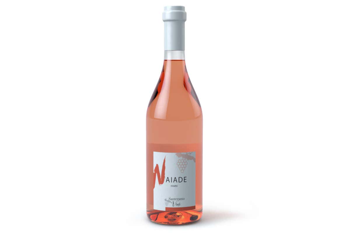 Naiade, il rosato vincitore  Le Strade del Rosato: a Rende trionfa “Naiade”, il Primitivo bio delle Murge