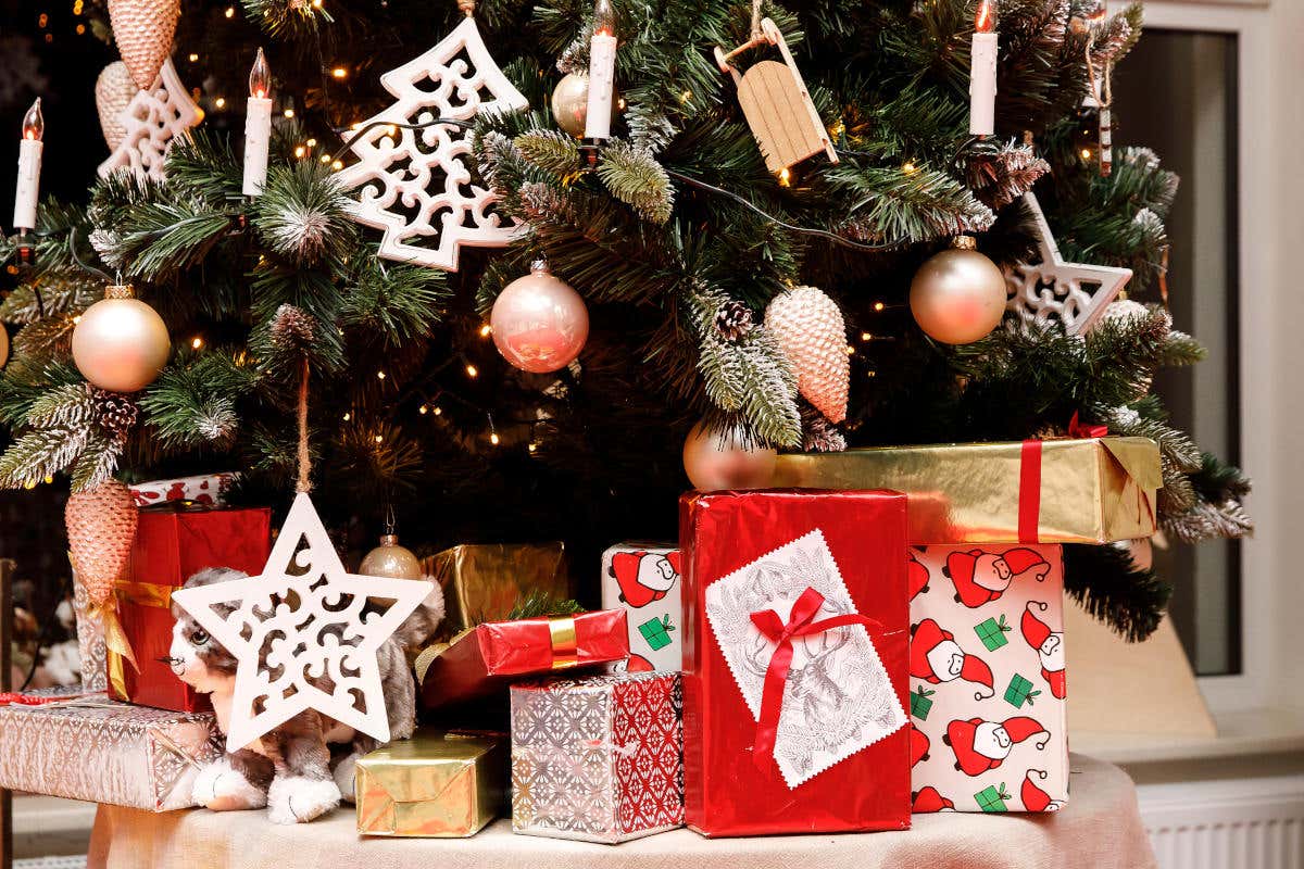 È tempo di preparare l'albero di Natale. Ecco come scegliere e curare quello naturale È tempo di preparare l'albero di Natale. Ecco come scegliere e curare quello naturale