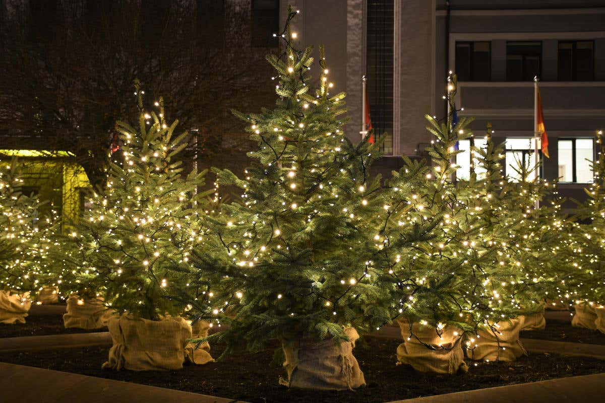 È tempo di preparare l'albero di Natale. Ecco come scegliere e curare quello naturale È tempo di preparare l'albero di Natale. Ecco come scegliere e curare quello naturale