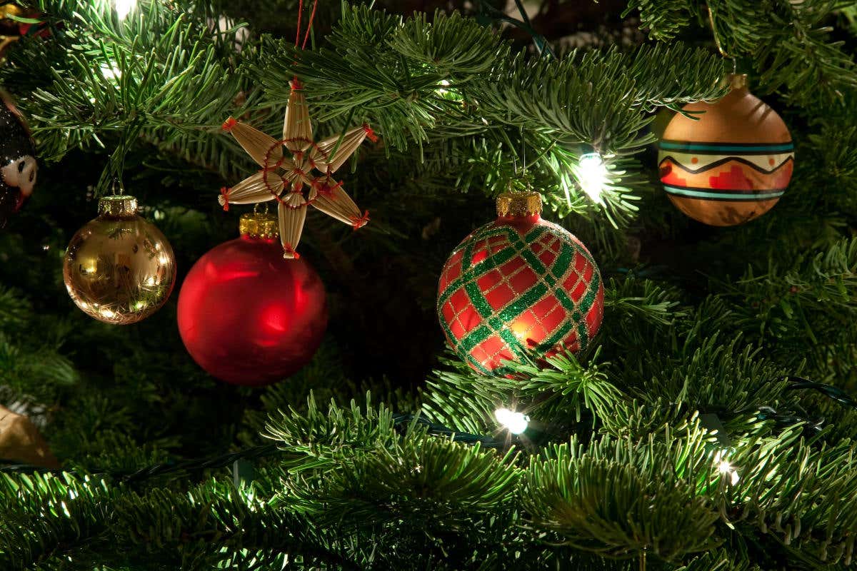È tempo di preparare l'albero di Natale. Ecco come scegliere e curare quello naturale È tempo di preparare l'albero di Natale. Ecco come scegliere e curare quello naturale