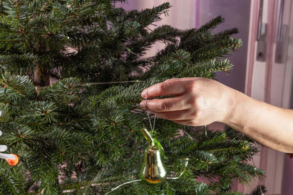 È tempo di preparare l'albero di Natale. Ecco come scegliere e curare quello naturale È tempo di preparare l'albero di Natale. Ecco come scegliere e curare quello naturale
