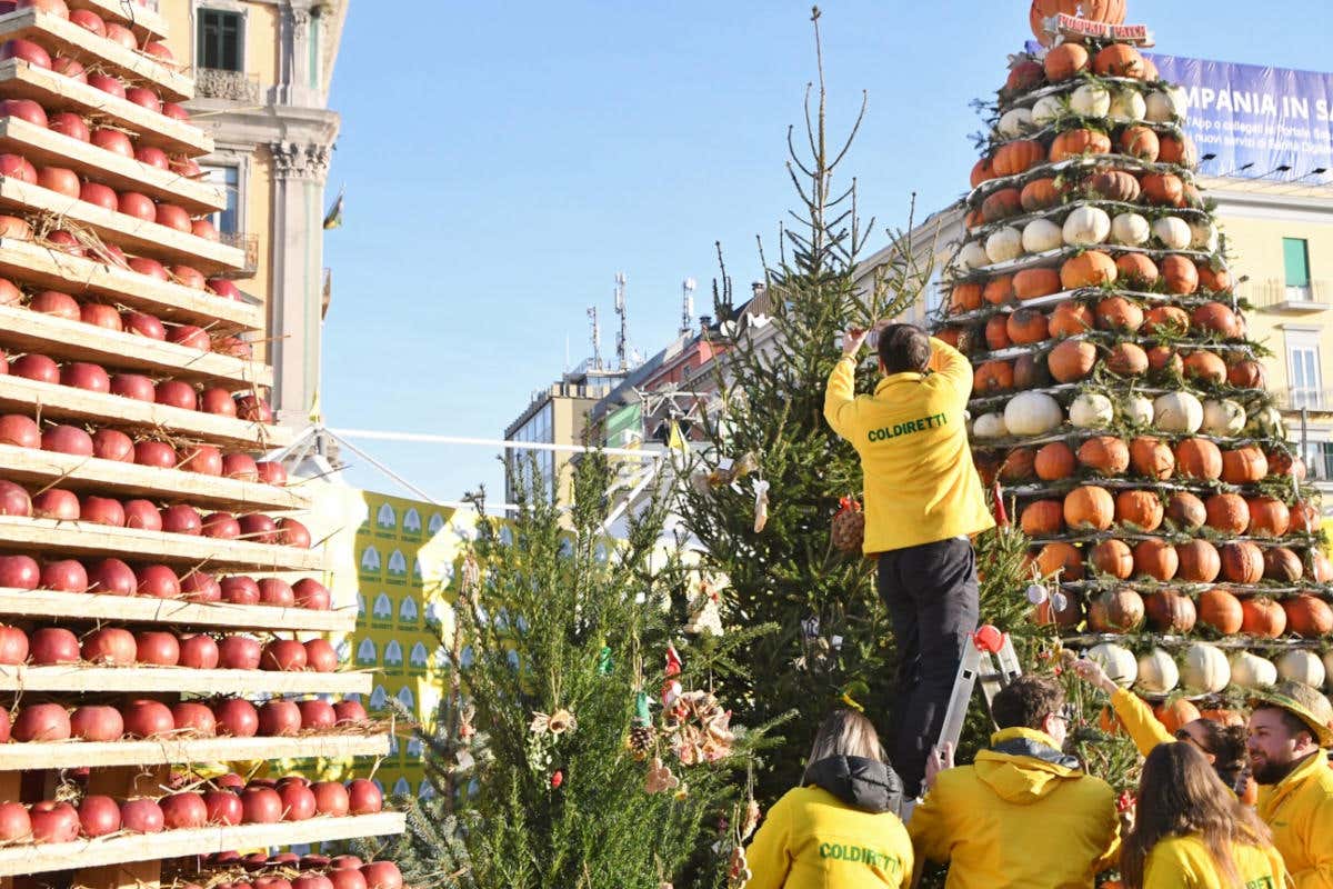 È tempo di preparare l'albero di Natale. Ecco come scegliere e curare quello naturale È tempo di preparare l'albero di Natale. Ecco come scegliere e curare quello naturale