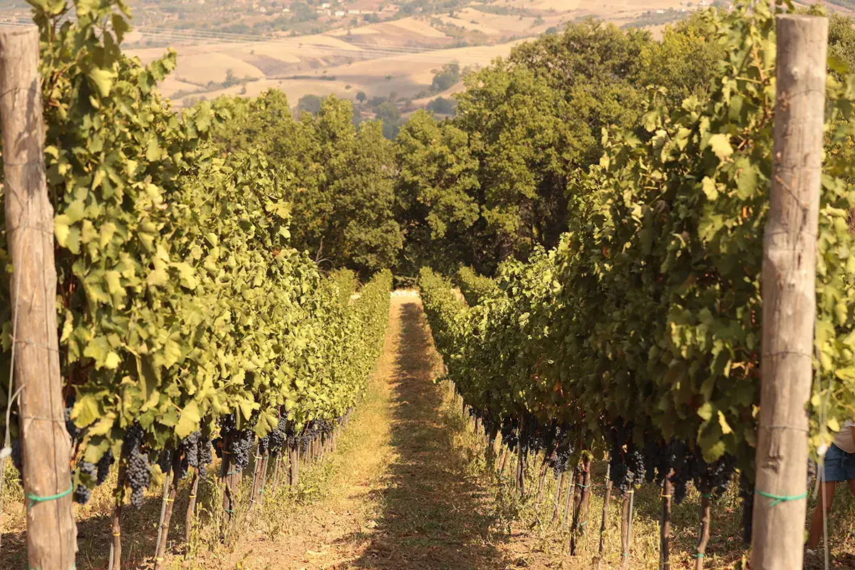 Vigneto Dall&rsquo;Irpinia le eccellenze enologiche di Nativ