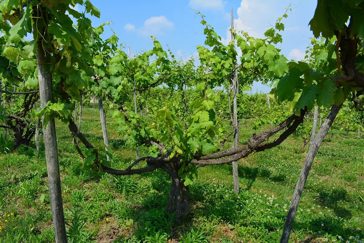 La manifestazione Taste Alto Piemonte &egrave; organizzata dal Consorzio Tutela nebbioli Alto Piemonte Alla scoperta del Nebbiolo, tra vini, cantine ed esperienze