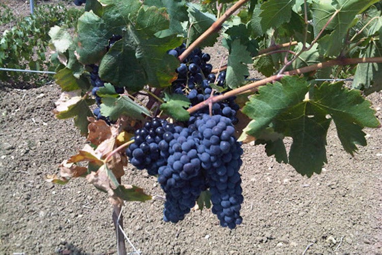 Il vitigno Calabrese o Nero d'Avola. Fonte: blog.tastando.it - Alla scoperta del vitigno Calabrese il blasonato Nero d'Avola siciliano