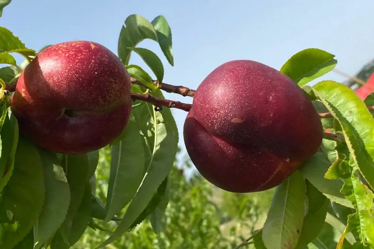 La nuova variet&agrave; di pesche piatte prende il nome di Nettarine Saturnia Nuova variet&agrave; di nettarine piatte Saturnia: a Fermo il pi&ugrave; grande impianto produttivo d'Europa