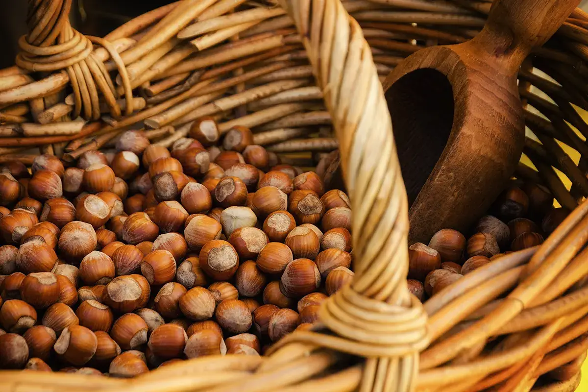 Triplicata la produzione di nocciole in Lombardia negli ultimi 3 anni