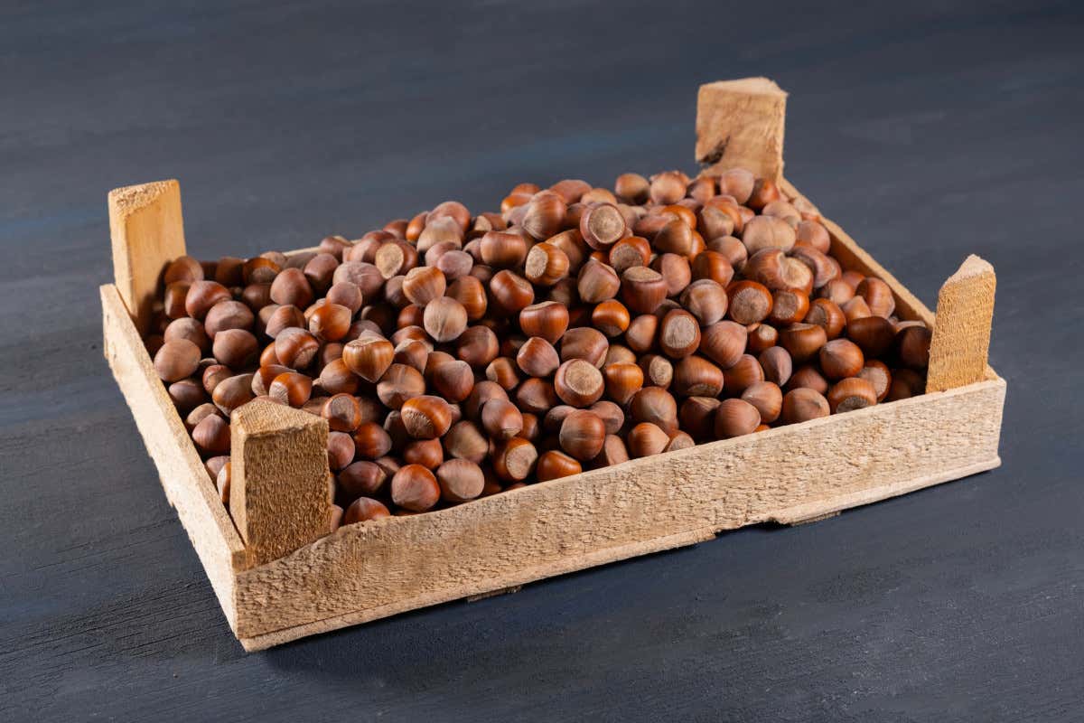 Nocciole, prezzi in calo: il mercato rallenta dopo i picchi autunnali