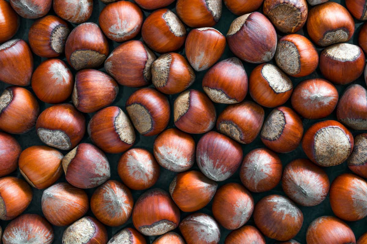 Cosa sapere sulle nocciole: proprietà, benefici e controindicazioni