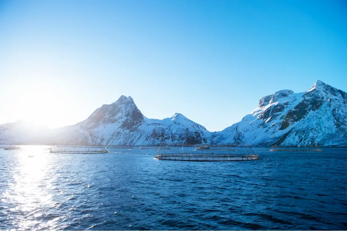 In Norvegia boom delle esportazioni di pesce Norvegia: esportazioni da record di salmone e merluzzo