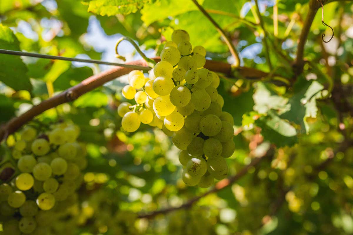 AlpeRegis Extra Brut Trentodoc: caratteristiche, profilo aromatico e abbinamenti AlpeRegis Extra Brut Trentodoc: caratteristiche, profilo aromatico e abbinamenti