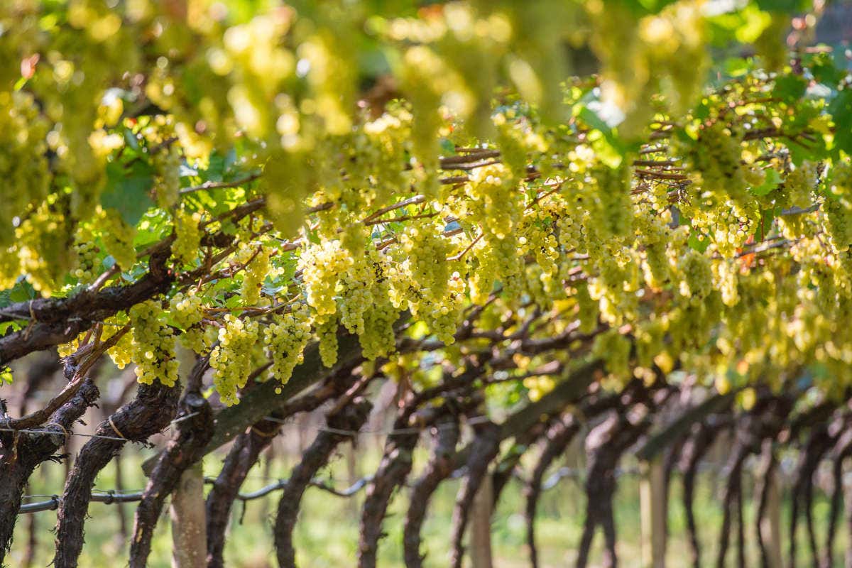 AlpeRegis e Riserva Flavio: l'eleganza senza tempo del Trentodoc Rotari AlpeRegis e Riserva Flavio: l'eleganza senza tempo del Trentodoc Rotari