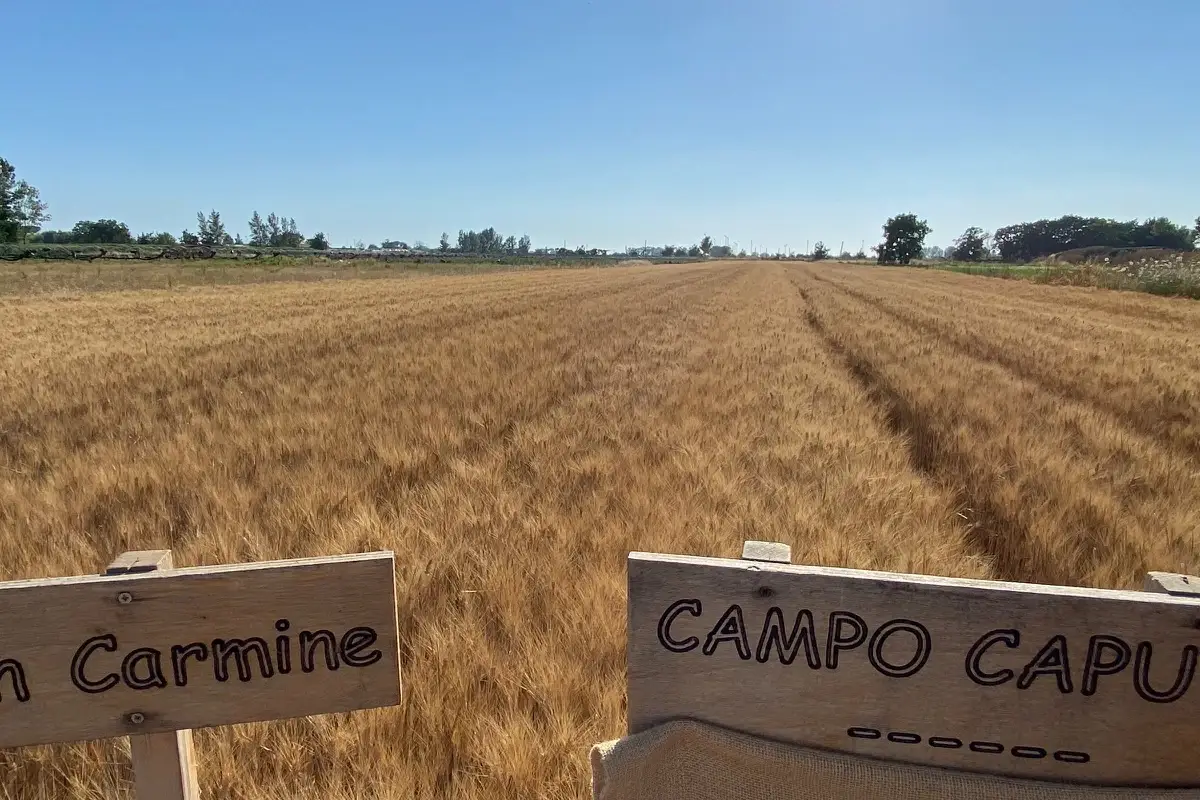 Nuova farina Grano nostrum, campo di grano del Sud d'Italia Ciro Salvo, maestro piazzaiolo, alfiere di Grano nostrum