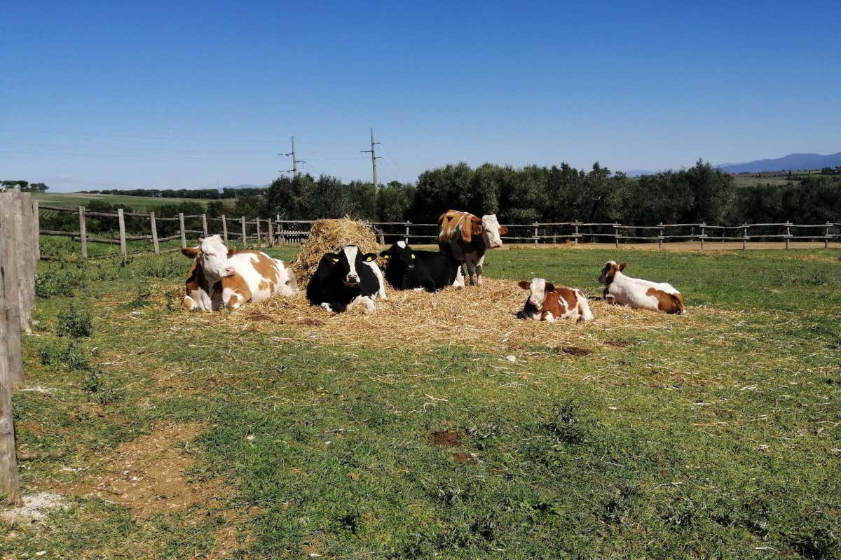 Dentro l’Oasi Kadir, la fattoria (con ristorante) di una famiglia libica a Roma Dentro l’Oasi Kadir, la fattoria (con ristorante) di una famiglia libica a Roma