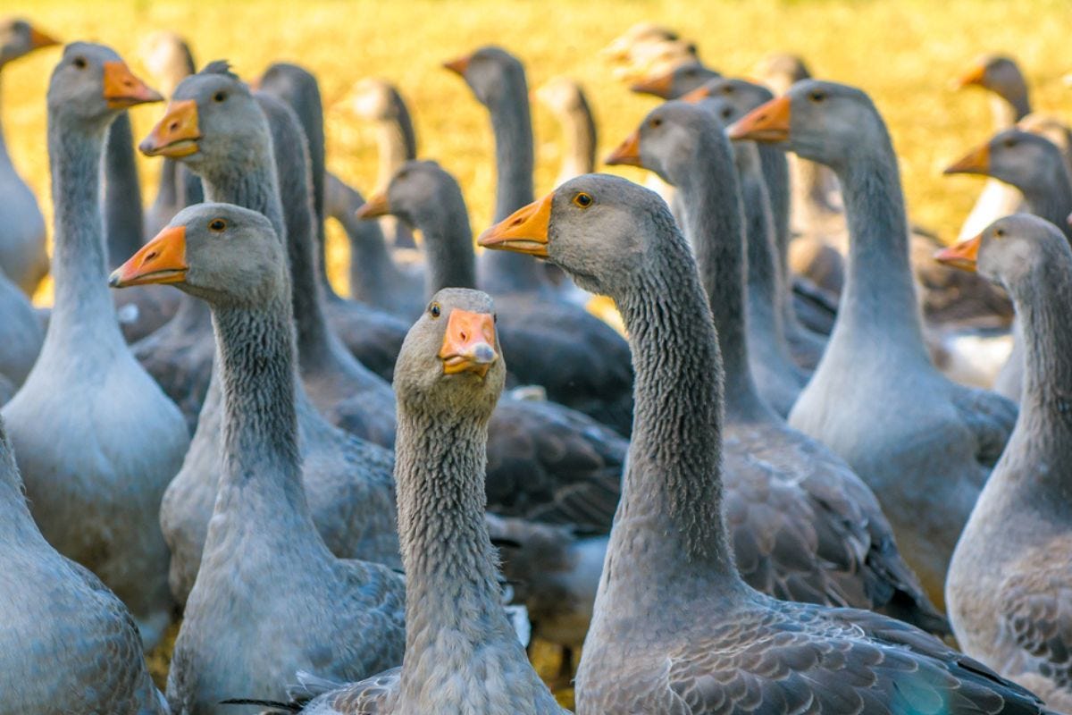 Che cos'è il foie gras e perché è al centro di una questione internazionale?
