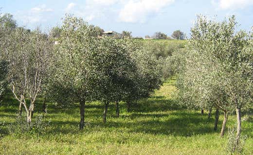 Oleificio Bagni di Mozzicato Giuseppe