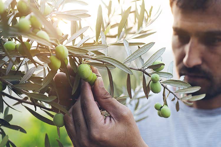 Oleoturismo, arriva la legge - Anche l'olio come il vino Pronta una legge sull'oleoturismo